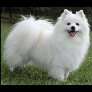 Meet your Posher, Aria